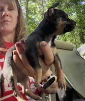 CKC MIA teacup , a female Chihuahua for sale in Acworth, GA – Photo 4 of 7