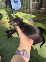 CKC MIA teacup , a female Chihuahua for sale in Acworth, GA – Photo 6 of 7