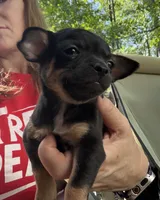 CKC MIA teacup , a female Chihuahua for sale in Acworth, GA – Photo 3 of 7