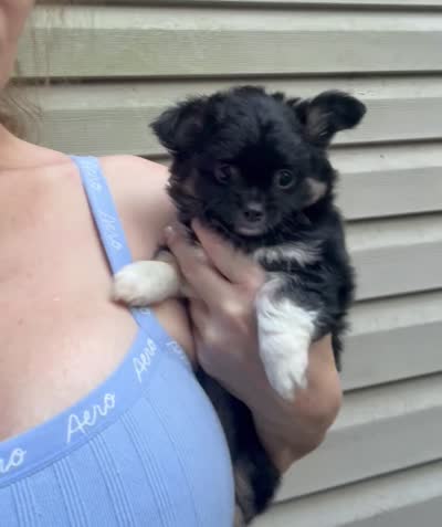 AKC/CKC Bernard , a male Chihuahua for sale in Acworth, GA – 10 of 10