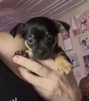 Tia , a female Chihuahua for sale in Acworth, GA – 2 of 6