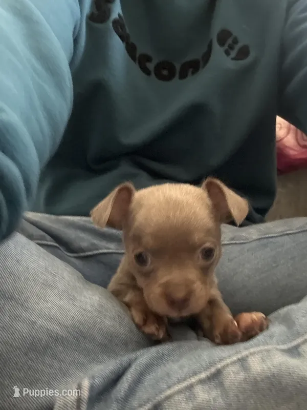 CKC Cody  – Chihuahua puppy for sale in Acworth, GA