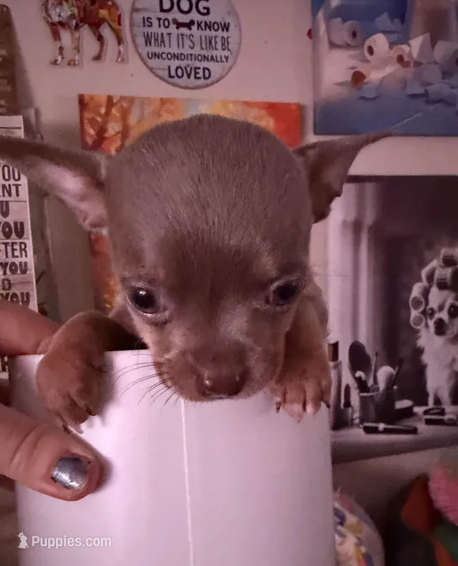 CKC Cody  – Chihuahua puppy for sale in Acworth, GA