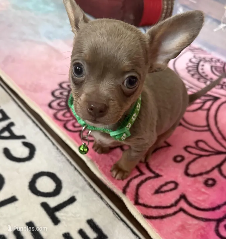 CKC Cody  – Chihuahua puppy for sale in Acworth, GA
