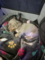 CKC Cody , a male Chihuahua for sale in Acworth, GA – Photo 2 of 2