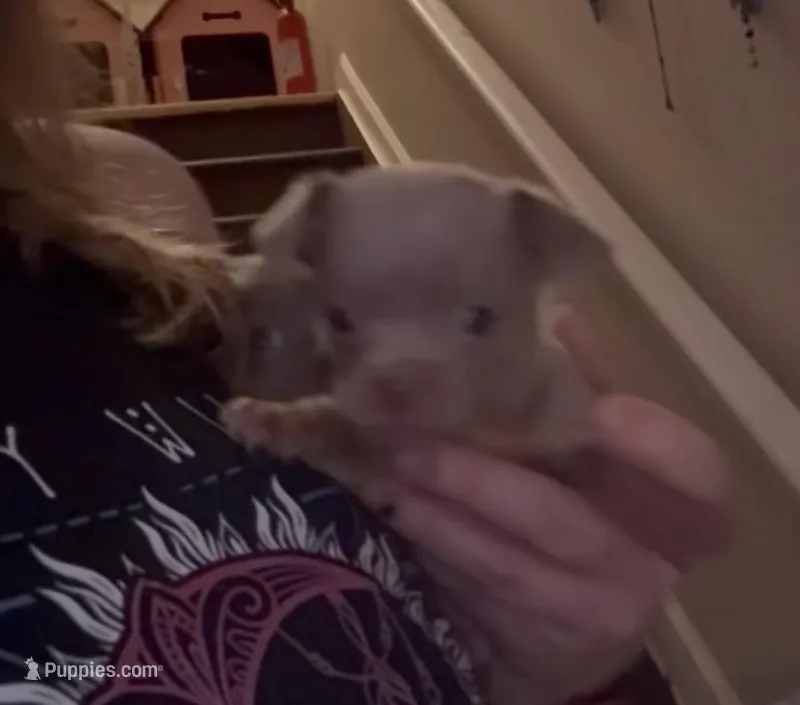 CKC Cody  – Chihuahua puppy for sale in Acworth, GA