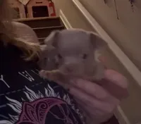 CKC Cody , a male Chihuahua for sale in Acworth, GA – Photo 1 of 2