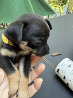 Jacob , a male Chihuahua for sale in Acworth, GA – 3 of 4