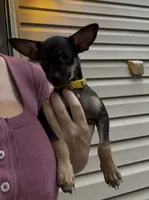 Jake , a male Chihuahua for sale in Acworth, GA – 4 of 7