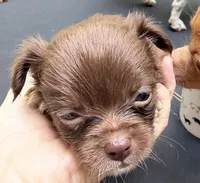 CKC Chino , a female Chihuahua for sale in Acworth, GA – 3 of 8