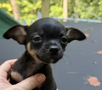 Josh, a female Chihuahua for sale in Acworth, GA – 2 of 5