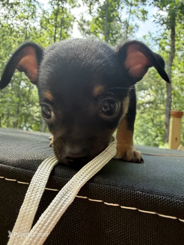Justin  – Chihuahua puppy for sale in Acworth, GA