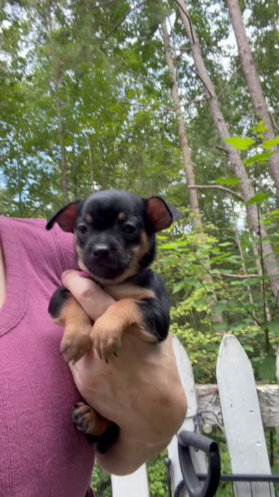 Tia , a female Chihuahua for sale in Acworth, GA – 6 of 7