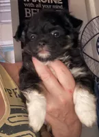 Bernard , a male Chihuahua for sale in Acworth, GA – 3 of 5