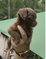Fluffy , a male Chihuahua for sale in Acworth, GA – 5 of 6