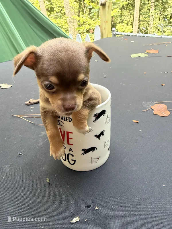 CKC Chico  – Chihuahua puppy for sale in Acworth, GA
