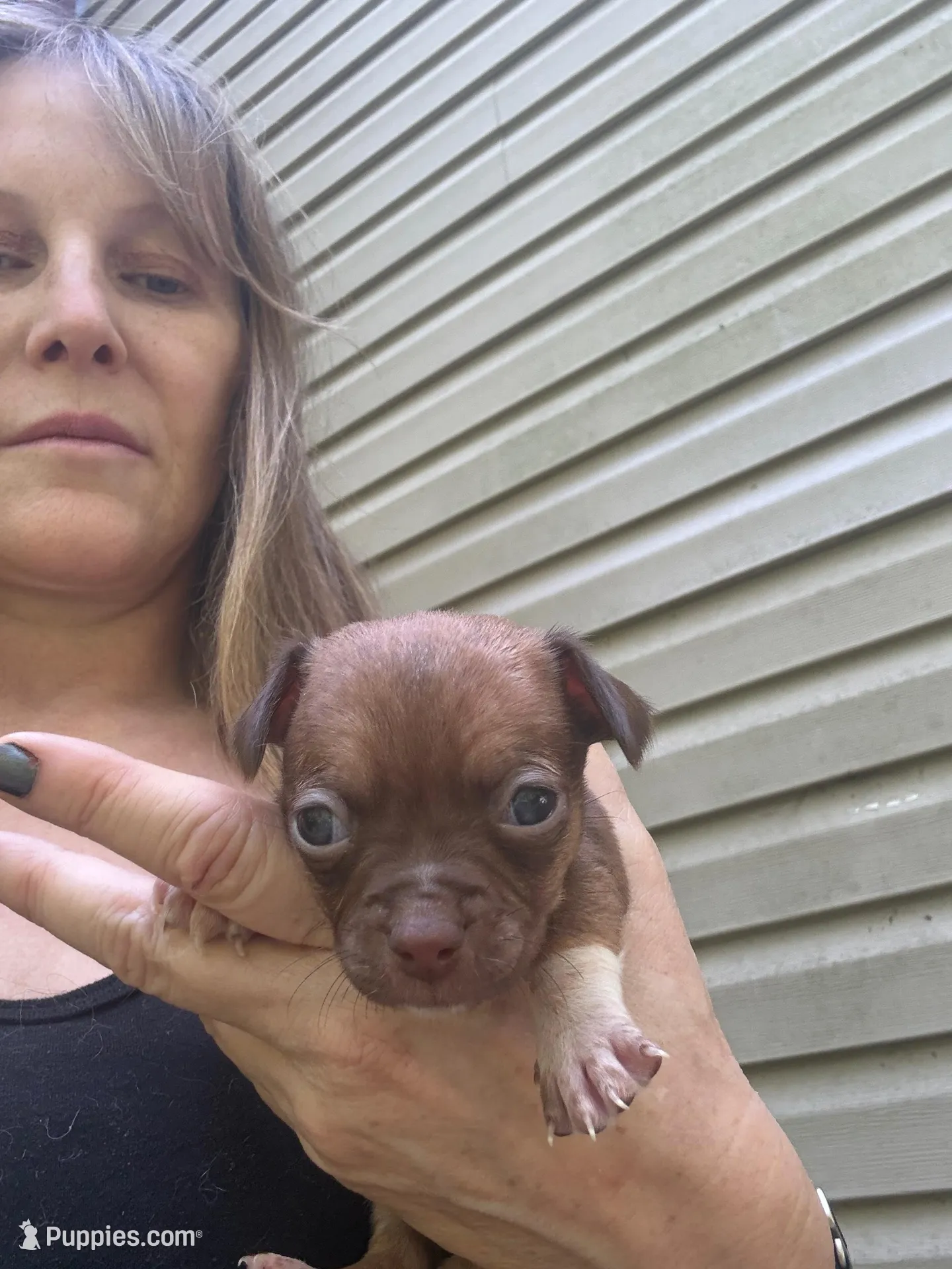 CKC Tony Teacup , a male Chihuahua for sale in Acworth, GA – Photo 4 of 4