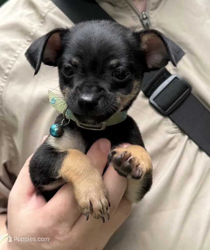 Jacob  – Chihuahua puppy for sale in Acworth, GA