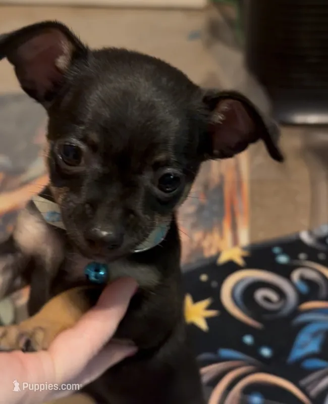 Jacob  – Chihuahua puppy for sale in Acworth, GA