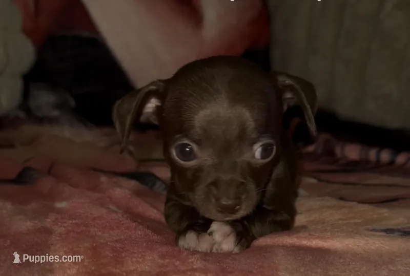 CKC Tommy Teacup  – Chihuahua puppy for sale in Acworth, GA