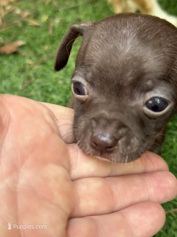 CKC Tommy Teacup  – Chihuahua puppy for sale in Acworth, GA