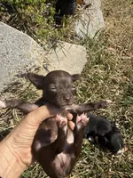 CKC Tommy Teacup , a male Chihuahua for sale in Acworth, GA – Photo 5 of 5