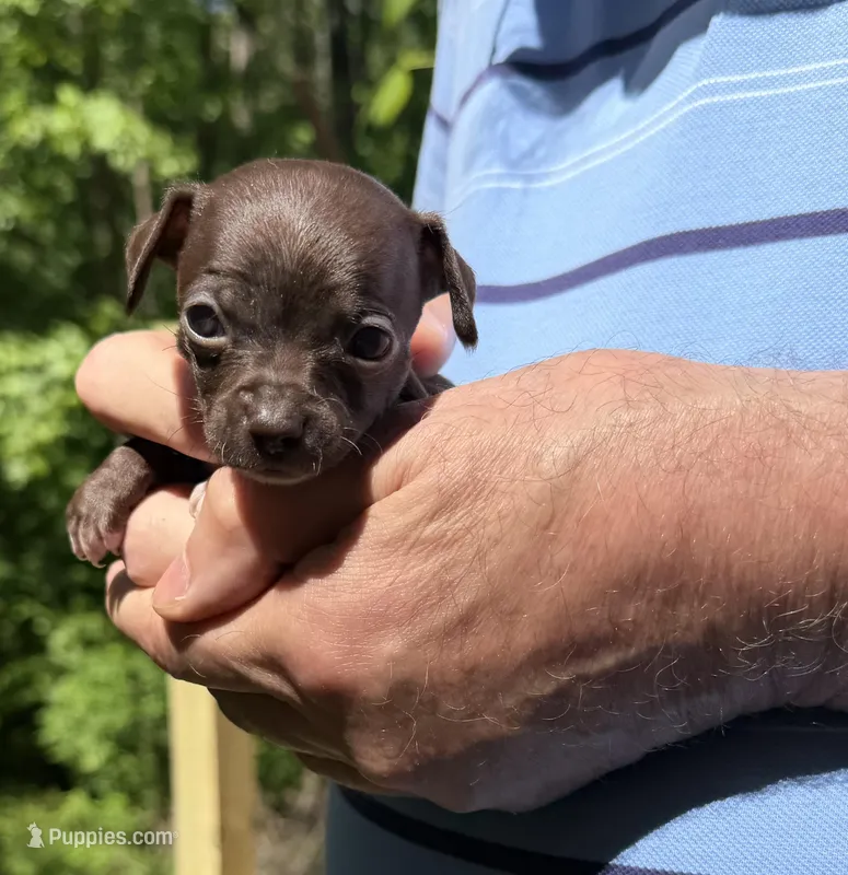 CKC Tommy Teacup  – Chihuahua puppy for sale in Acworth, GA