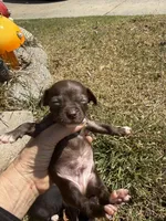 CKC Tommy Teacup , a male Chihuahua for sale in Acworth, GA – Photo 3 of 5