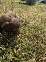 CKC Tommy Teacup , a male Chihuahua for sale in Acworth, GA – Photo 4 of 5