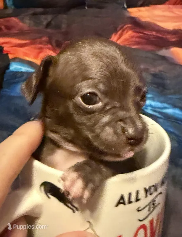 CKC Tommy  – Chihuahua puppy for sale in Acworth, GA