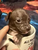 CKC Tommy , a male Chihuahua for sale in Acworth, GA – Photo 1 of 2