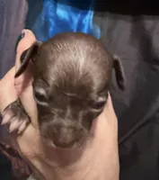 CKC Tommy , a male Chihuahua for sale in Acworth, GA – Photo 2 of 2