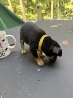Jacob , a male Chihuahua for sale in Acworth, GA – 4 of 4