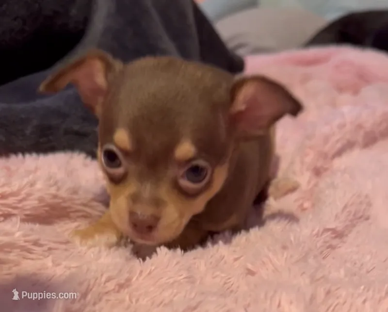 CKC Chico  – Chihuahua puppy for sale in Acworth, GA