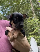 Tia , a female Chihuahua for sale in Acworth, GA – 5 of 7