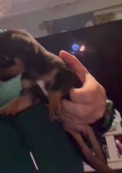 Josh, a female Chihuahua for sale in Acworth, GA – 5 of 5