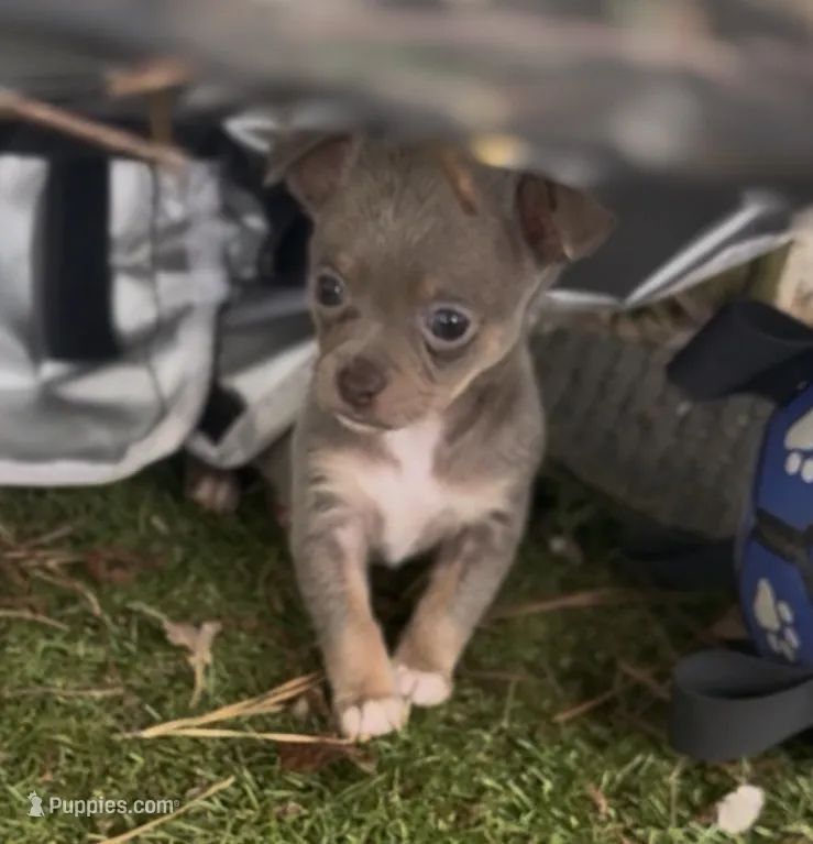 CKC Dora the explorer  – Chihuahua puppy for sale in Acworth, GA