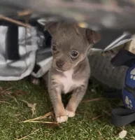 CKC Dora the explorer , a female Chihuahua for sale in Acworth, GA – 1 of 3