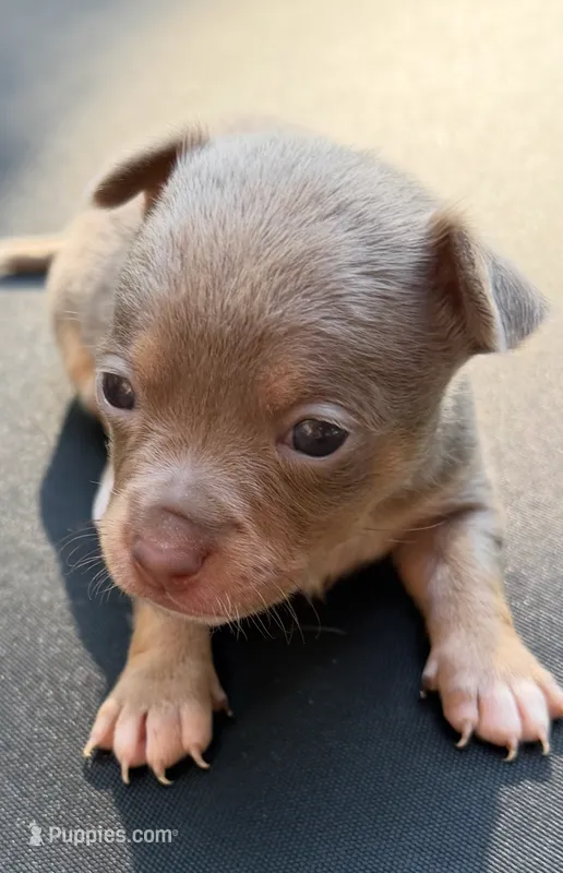 CKC Lola  – Chihuahua puppy for sale in Acworth, GA