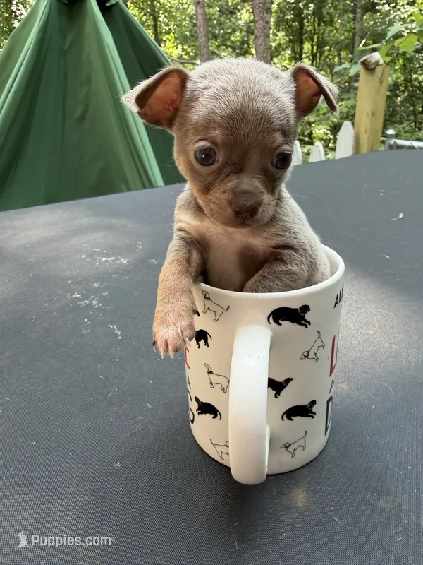 CKC Dora the explorer  – Chihuahua puppy for sale in Acworth, GA
