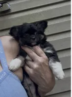 AKC/CKC Bernard , a male Chihuahua for sale in Acworth, GA – 5 of 10
