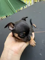 Justin , a male Chihuahua for sale in Acworth, GA – 3 of 6