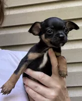Josh, a female Chihuahua for sale in Acworth, GA – 3 of 5