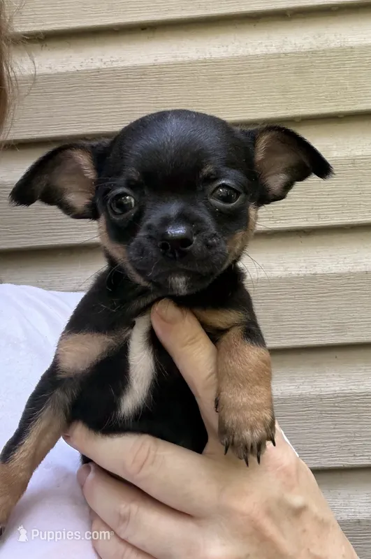Josh – Chihuahua puppy for sale in Acworth, GA