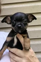 Josh, a female Chihuahua for sale in Acworth, GA – 1 of 5