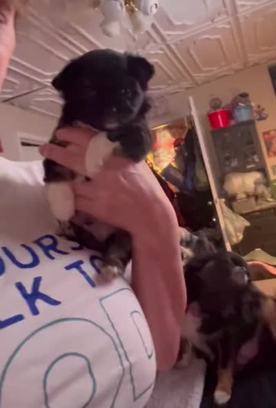 Bernard , a male Chihuahua for sale in Acworth, GA – 5 of 5
