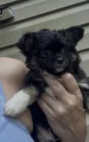 AKC/CKC Bernard , a male Chihuahua for sale in Acworth, GA – 6 of 10