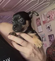 Tia , a female Chihuahua for sale in Acworth, GA – 1 of 6