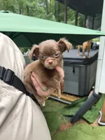 Fluffy , a male Chihuahua for sale in Acworth, GA – 3 of 6