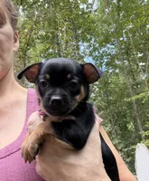 Tia , a female Chihuahua for sale in Acworth, GA – 4 of 7